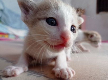 การรับเลี้ยงน้องแมวสำหรับเจ้านายมือใหม่